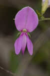 Downy milkpea